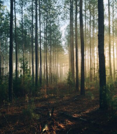 Steven kamenar MM Jx78 V7x S8 unsplash